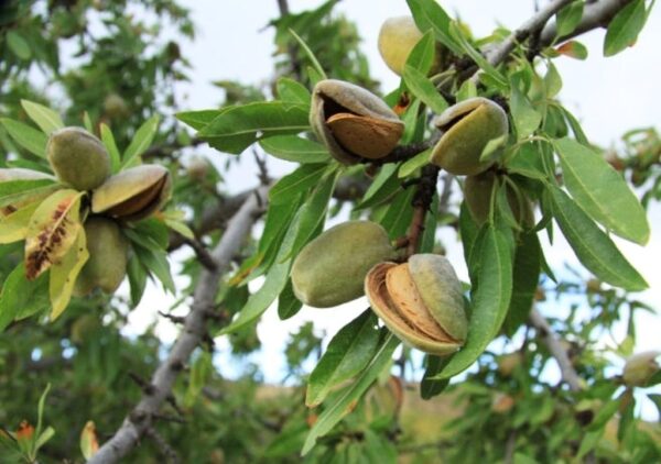 almonds in a tree