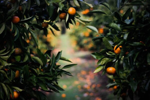 clementines