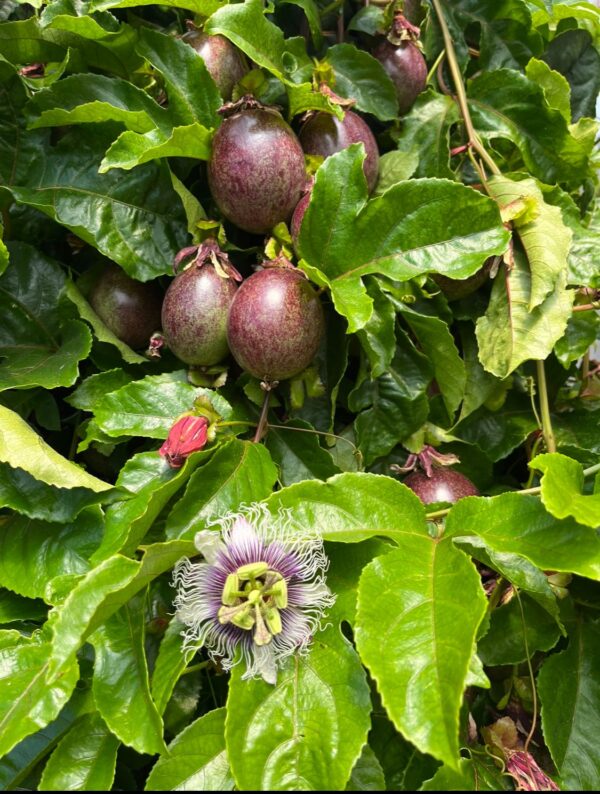 passion fruits with flower