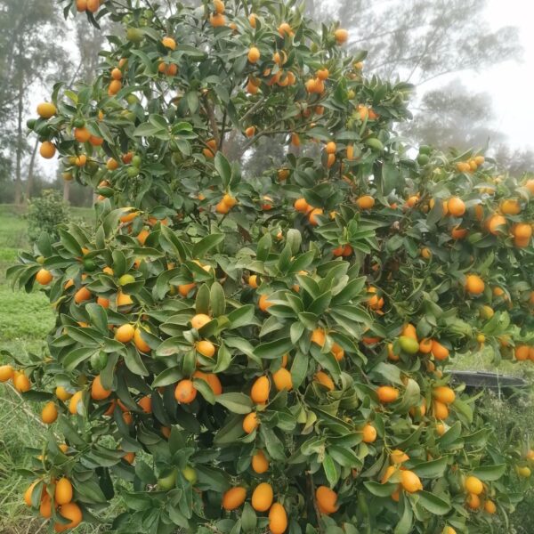 kumquats