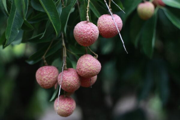 litchi