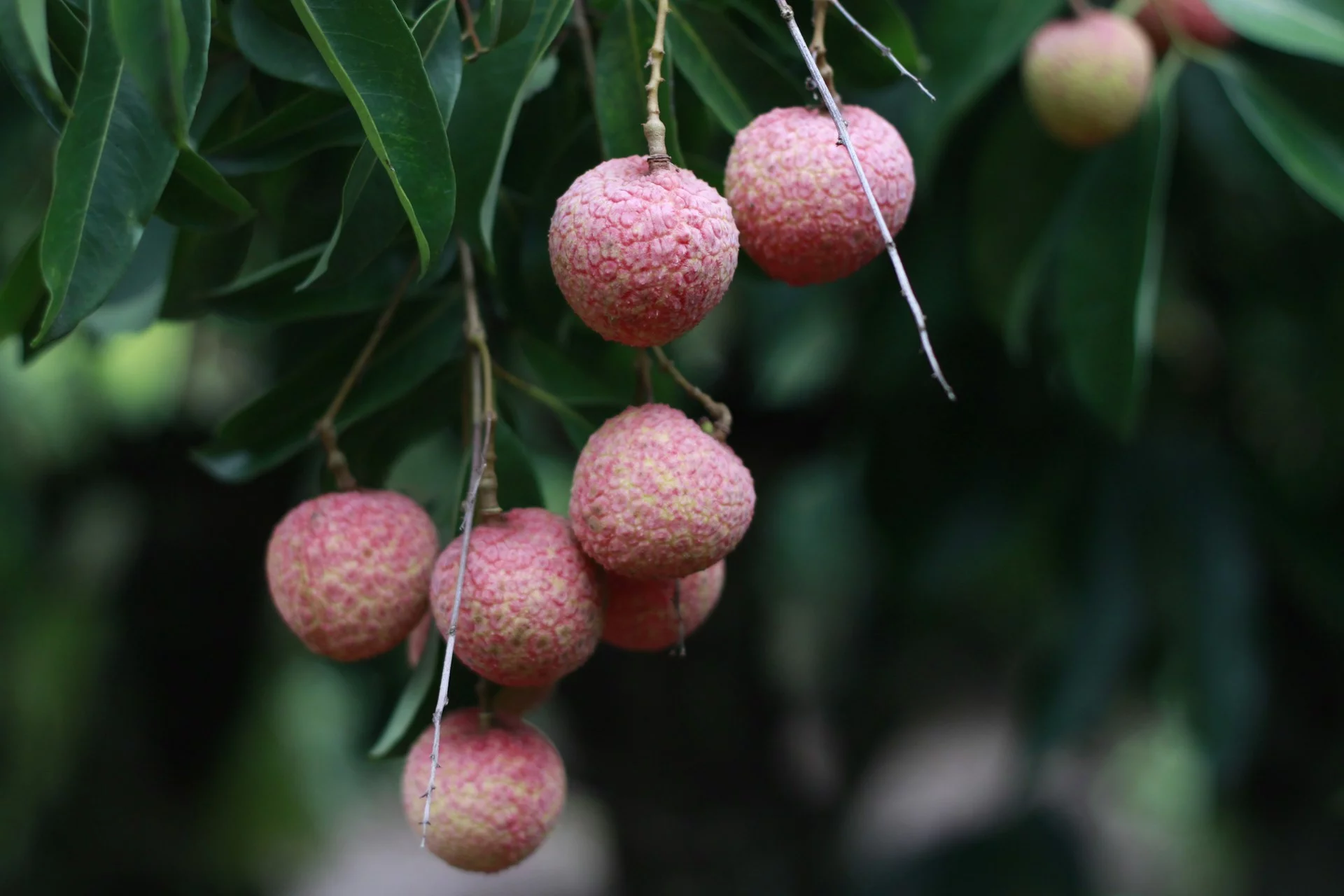 litchi