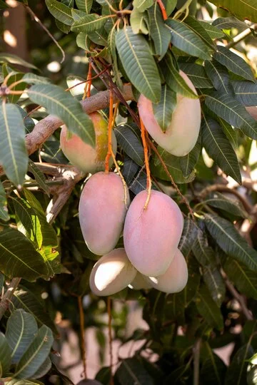 mangoes