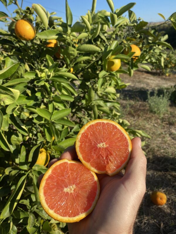 naranja cara cara