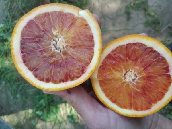 naranja de sangre