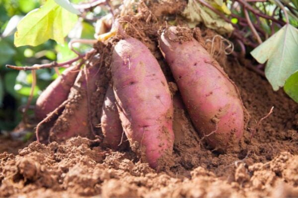 sweet potatoes