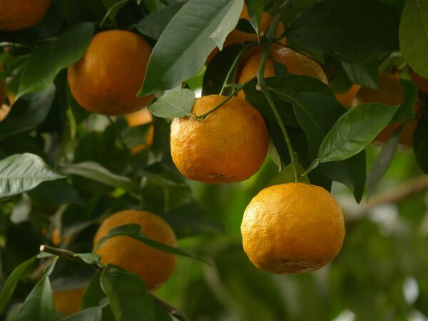 sour oranges