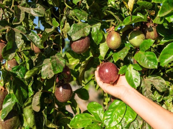 fruta de la pasión