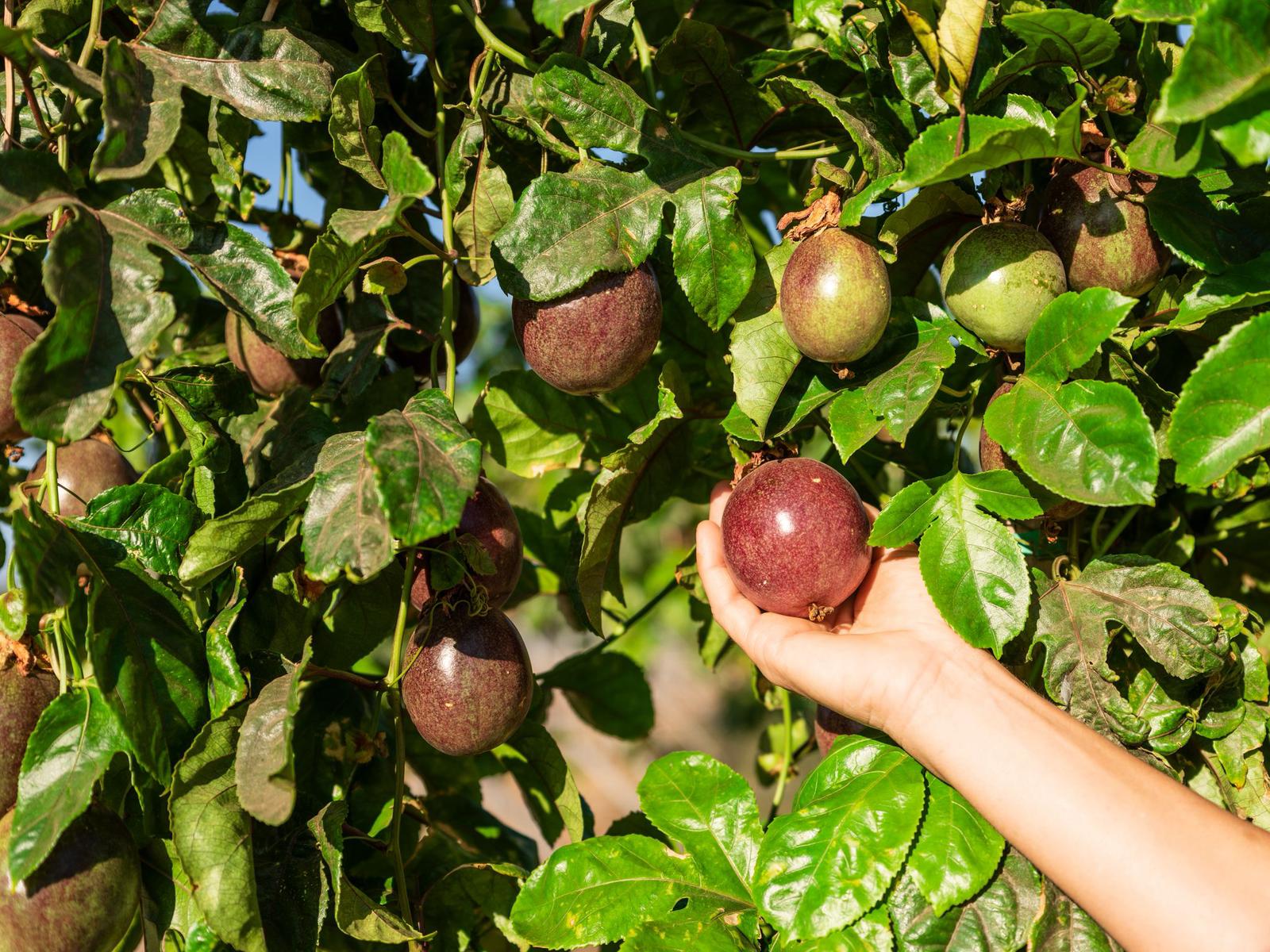 fruta de la pasión